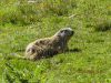 surroundings marmot National park of Mercantour