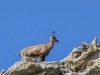 Chamois Mercantour environ camping village naturiste provence