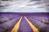 lavender in Provence near Origan