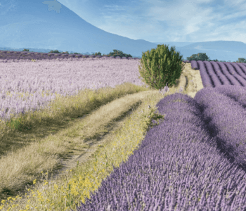 champ de lavande en provence